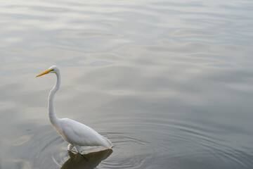 Isolated Eastern great white egret standing in the Lower left corner. Calm blue water small ripples and reflections of sun in the water. Curved neck looking to the left. Bright sunny day in Florida. 
