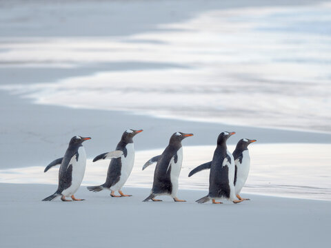 Walking to enter the sea during early morning. Gentoo penguin in the Falkland Islands in January.