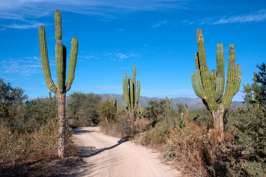 Mexico, Baja California Sur. La Ventana, trail through the cardon cactus forest.