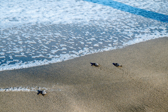 Mexico, Nayarit, Sayulita. Sea turtle hatchlings migrating to the Pacific Ocean.