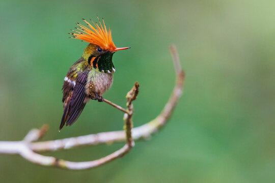 Rufous-crested coquette display as a younger male flies past in the forest of Peru