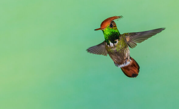 Rufous-crested coquette in flight in Northern Peru