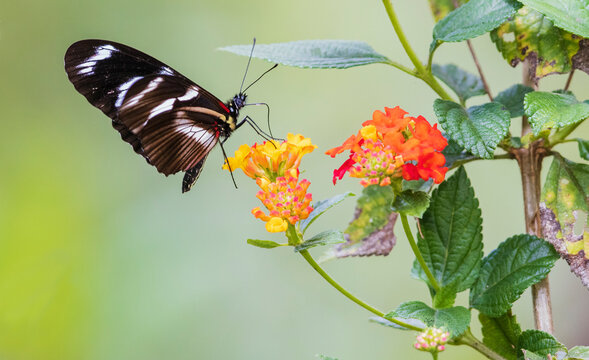 Beautiful butterfly gathering nectar and pollen in the mountains of Peru