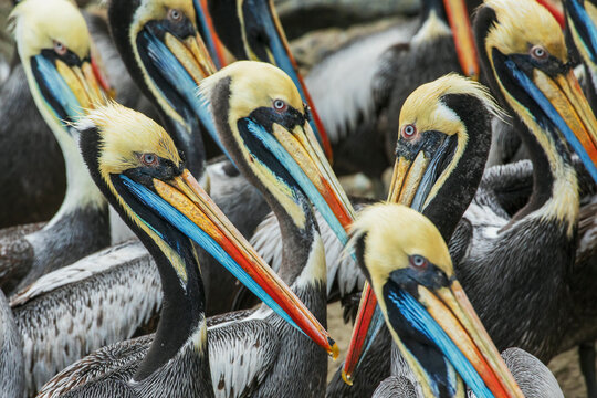 Peruvian pelicans flock gathering for possible meal near Lima, Peru