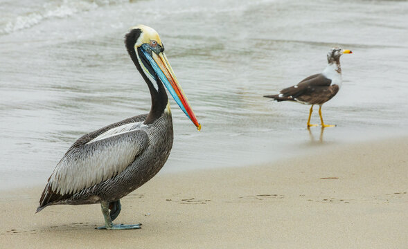 Peruvian pelican takes a walk on the beach near Lima, Peru