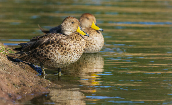 Yellow-billed pintail ducks resting along the edge of the wetland