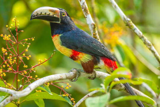 Costa Rica, La Selva Biological Station. Collared aricari on limb. 