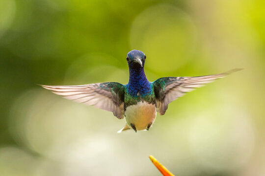 Costa Rica, Sarapique River Valley. Male white-necked jacobin flying. 