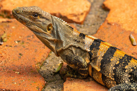 Costa Rica, Parque Nacional Carara. Black iguana close-up.
