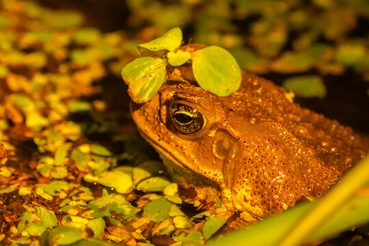 Costa Rica, Parque Nacional Carara. Rainforest toad in water.