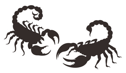 scorpion illustration