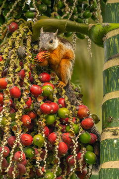 Costa Rica, Parque Nacional Carara. Variegated squirrel eating fruit.