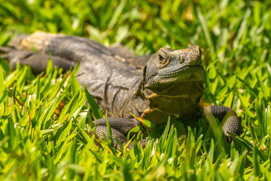 Costa Rica, Parque Nacional Carara. Black iguana sunning.