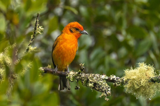 Costa Rica, Cordillera de Talamanca. Male flame-colored tanager bird on limb.