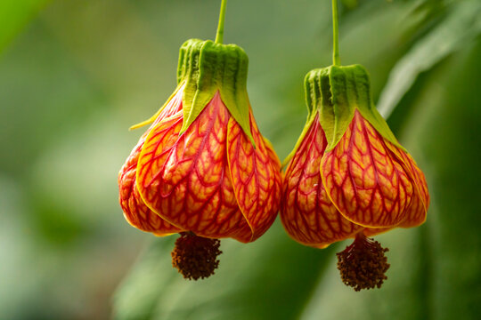Costa Rica, San Jose. Chinese lantern tree flowers.
