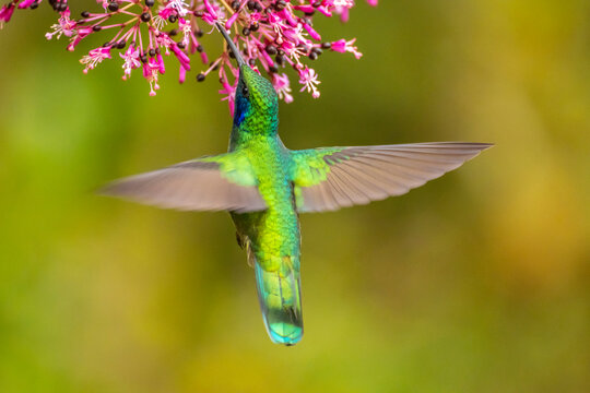 Costa Rica, Cordillera de Talamanca. Green violetear hummingbird feeding on fuchsia. - Powered by Adobe