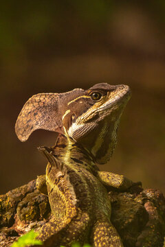 Costa Rica, Parque Nacional Carara. Male common basilisk lizard close-up.