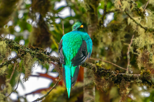 Costa Rica, Cordillera de Talamanca. Resplendent quetzal bird on limb.