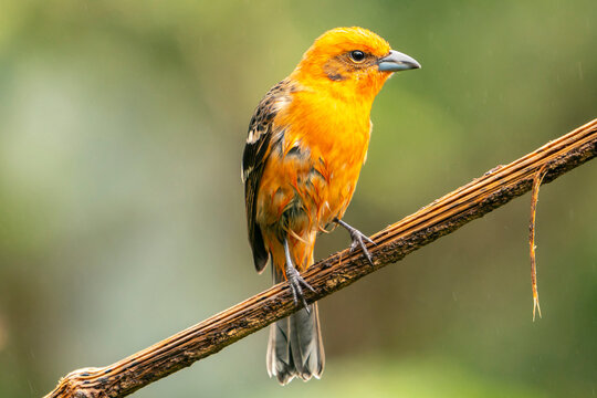 Costa Rica, Cordillera de Talamanca. Male flame-colored tanager bird close-up.