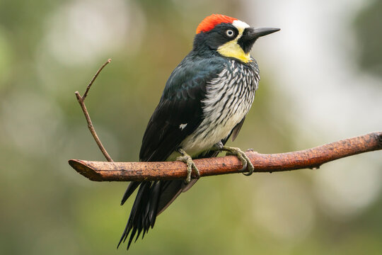 Costa Rica, Cordillera de Talamanca. Close-up of acorn woodpecker on limb.