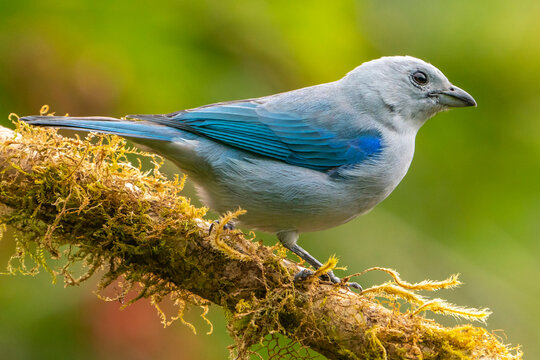 Costa Rica, Cordillera de Talamanca. Blue-grey tanager on limb.