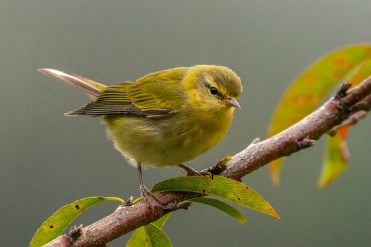 Costa Rica, Cordillera de Talamanca. Tennessee warbler bird close-up.