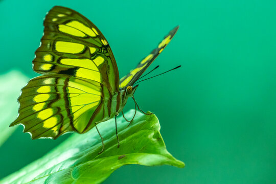 Costa Rica, Tuis Valley. Malachite butterfly on leaf.