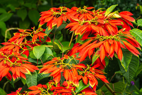 Costa Rica, Tuis Valley. Poinsettia plant red foliage.