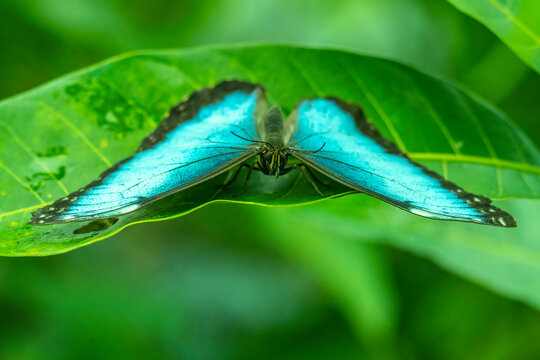 Costa Rica, Tuis Valley. Blue morpho butterfly close-up.