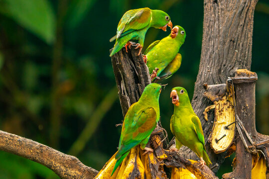 Costa Rica. Orange-chinned parakeets eating bananas.