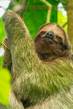 Costa Rica. Close-up of three-toed sloth.