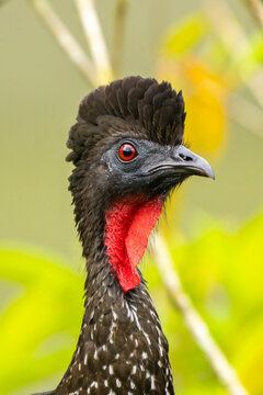 Costa Rica, La Selva Biological Research Station. Portrait of black guan bird.
