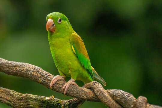 Costa Rica. Orange-chinned parakeet close-up.