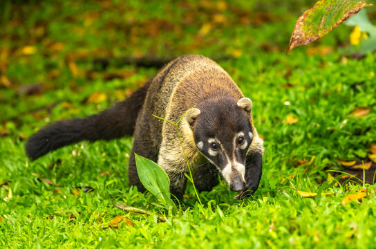 Costa Rica, Tuis Valley. Close-up of coatimundi.