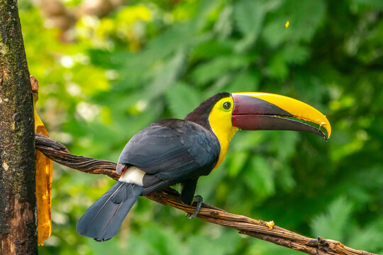 Costa Rica, Parque Nacional Carara. Chestnut-mandibled toucan close-up.