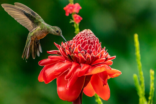 Costa Rica. Female white-necked Jacobin hummingbird at ginger plant.