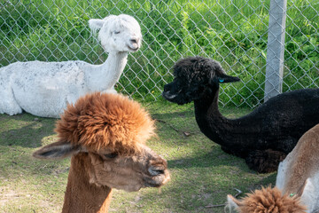 Three different coloured alpacas sitting on a fenced off field.