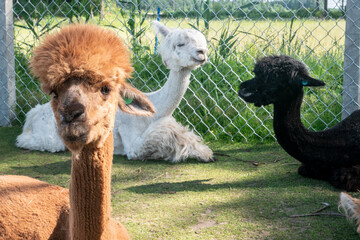 Three different coloured alpacas sitting on a fenced off field.