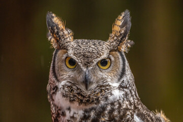 USA, Alaska, Sitka, Alaska Raptor Center. Captive great horned owl close-up.