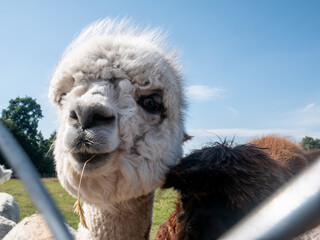 Close up of a white coloured alpaca facing the camera with a piece of straw sticking out of its mouth on an alpaca farm.