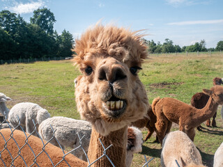Close up of a fawn alpaca facing the camera with its front teeth sitting out.