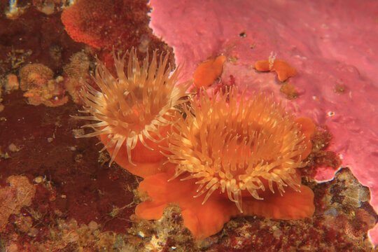 Plumose Sea Anemones (Metridium senile)Saint Lazerius Island near Sitka, Southeast Alaska, USA