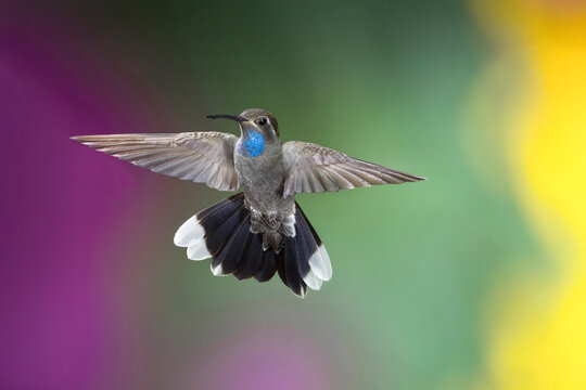 Arizona, Madera Canyon. Male blue-throated hummingbird with spread wings. 