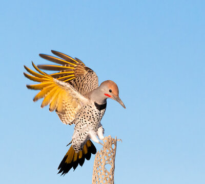 USA, Arizona, Buckeye. Gilded flicker landing on a cholla perch.