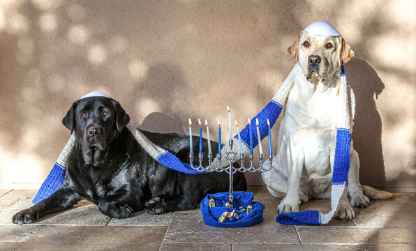 USA, Arizona, Buckeye. Black and yellow Labrador retrievers dressed up for Hanukkah. (PR)