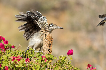 USA, Arizona, Buckeye. Greater roadrunner threatening another bird