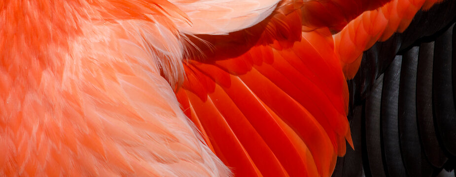 USA, Arizona, Waddell, Wildlife World Zoo. Close-up of flamingo's wing feathers.
