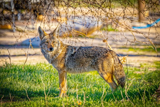 USA, Arizona, Tucson. Side view close-up of coyote. 