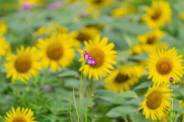 Obraz premium 満開のひまわりバックに咲くちょうど見ごろのピンクのコスモス