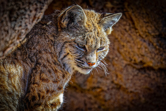 USA, Arizona, Tucson. Captive American bobcat close-up. 